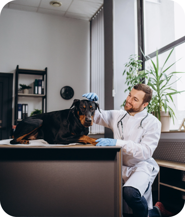 Veterinário atendendo pet