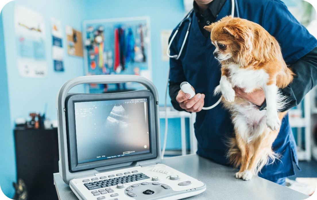 Veterinário realizando exame de ultrassonografia