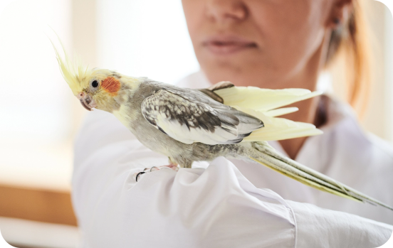 Tutora cuidando de animal não convencional